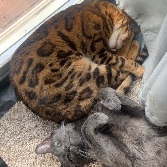 Meet your Posher, Janine - Picture 1 of 1